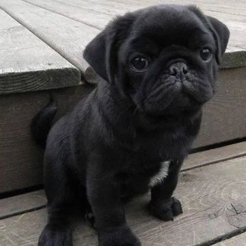 Pug Filhotes Lindos na Cor Preto