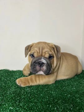 Filhotes de Bulldog inglês 
