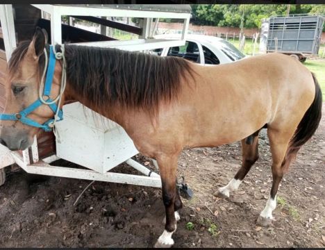 Cavalo Mangalarga Marchador