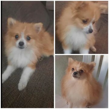 Filhote de Spitz Alemão anão 