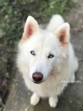 Husky Siberiano Branco