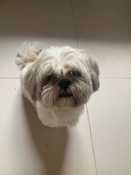 Vendo um Shih Tzu 