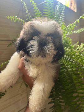 Filhote Shih Tzu