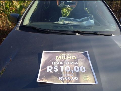 Procura de sócio milho verde 