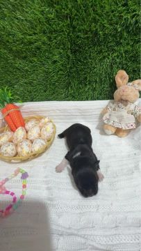 Chihuahua Disponível para reserva 