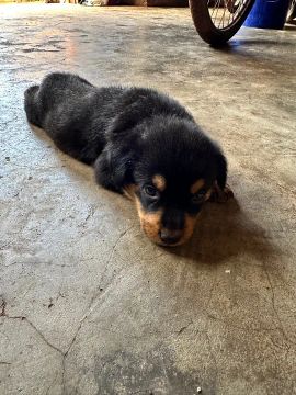 Filhote de Rottweiler ultimo dois