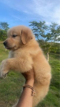 Golden Retriever 