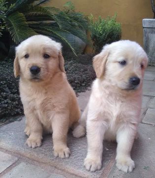 Golden Retriever : Filhotes Puros de Qualidade 