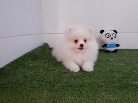 Spitz Alemão anão filhotes fêmea e machos