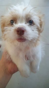 Filhote de Shih Tzu