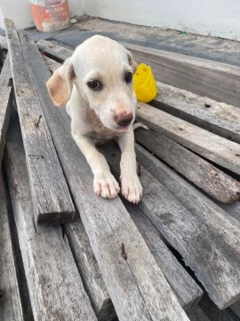 Doação cachorrinhos 