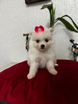 Spitz Alemão / Lulu da Pomerânia Fêmea/Macho 12x SEM JUROS