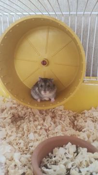 Vendo hamster chinês com gaiola 