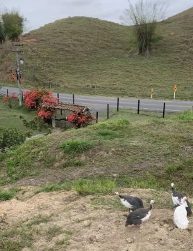 Sítio em Pinheiral, asfalto na porta, 25.000m2, escriturado.