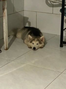 Filhote Husky Siberiano com 3 meses 