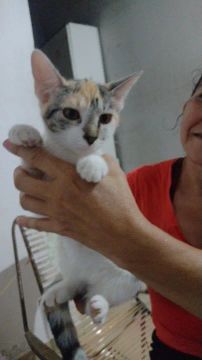 Doação de 3 gatinhas fêmeas 