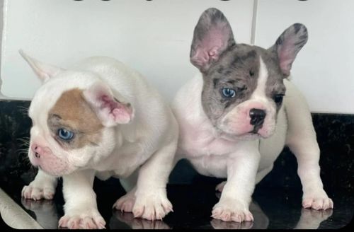 Buldogue francês exótico 
