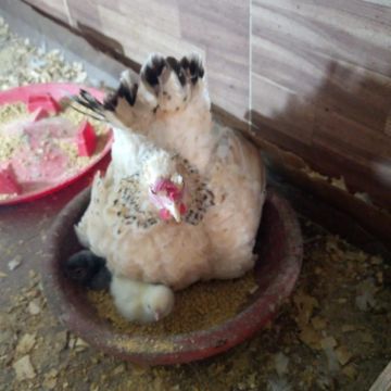 Galinha com 4 pintinhos