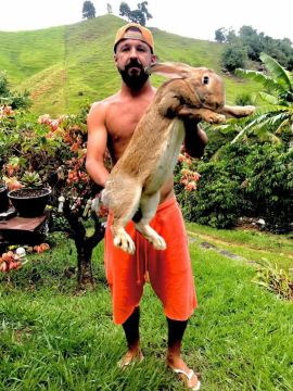 Coelhos gigantes 