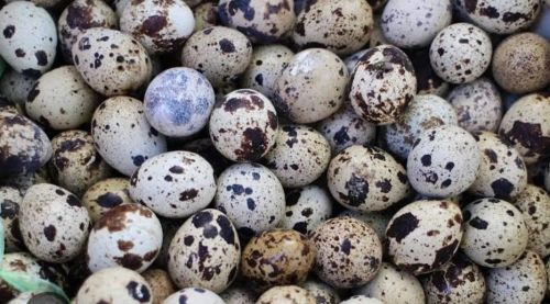 Ovos férteis de codorna gigante