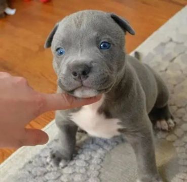 American Bully Filhotes Disponíveis - Aceito Cartão 