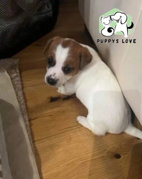 Jack Russel lindos com benefícios 
