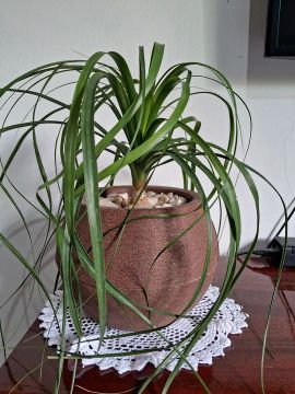 Planta pata de elefante em vaso