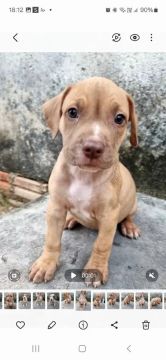 Pitbull Monster 