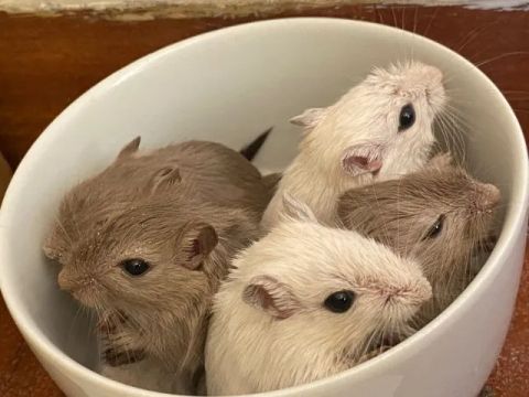Filhote Gerbil (esquilo da magnólia)