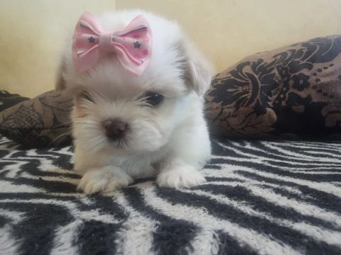 Vendo Shih Tzu Fêmea 