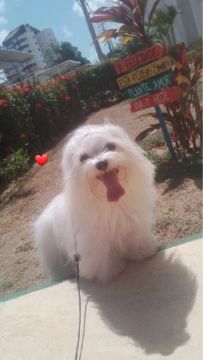Cachorro Maltês, Fofo e Brincalhão!