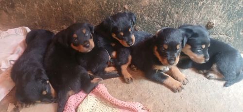 Filhotes de Rottweiler