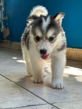 Filhote Husky Siberiano