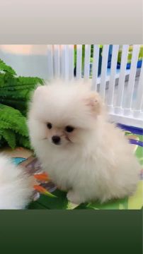 Spitz alemao anao