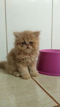 Gatinho persa disponível para venda 