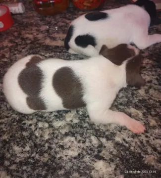 Filhotes de cachorro adoráveis 1casal