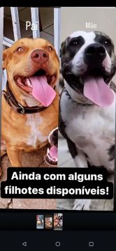 Filhotes de Pitmonster- Pais Lindos e Saudáveis