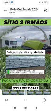 Silagem! para seus animais 