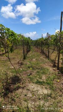 Dez hectares | 