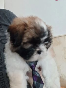 Filhote Shih Tzu lindo e carinhoso