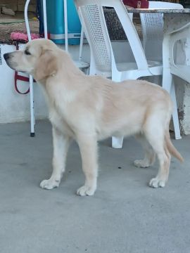 Filhote Golden Retriever pedigree 