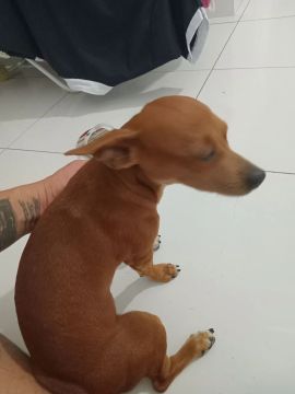 Cachorro da raça Pinscher