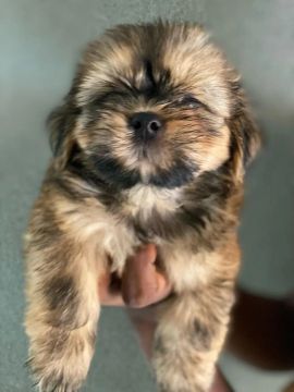 Lhasa apso macho 