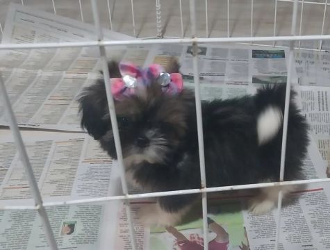 Ultima Filhote Shih Tzu Fêmea, Shih Tzu Minizinha