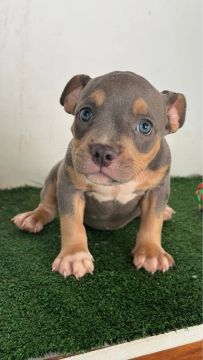 American Bully