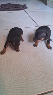 Dois filhotes de Pinscher