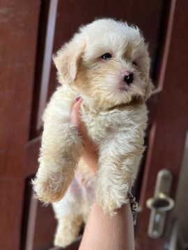 Poodle filhote 