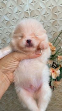 Spitz Anão ALTO PADRÃO 