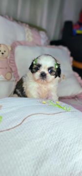  Comprar Cão Shih Tzu Compacto E Saudável