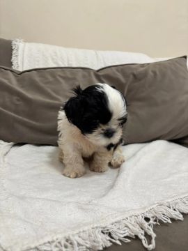 Cachorro Shih Tzu filhote 